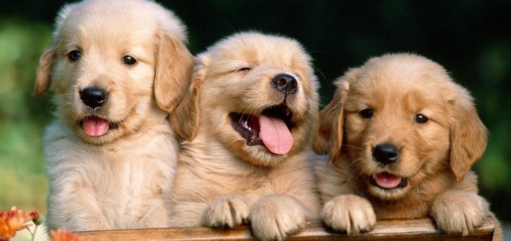 habilitar un pet shop