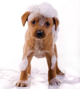 habilitar peluqueria canina caba